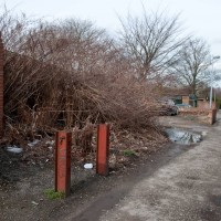 Japanese Knotweed